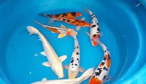 Another batch of beautiful 10-12" Koi are now available on www.carpco.co.uk. They are a lovely selection of colours and as usual we only have one of each so you will have to be quick to get the one you want. They are all £46.96 each and can all be found in the Large Koi section. We have been very busy this week getting lots of fish out of different ponds so I've got a few more videos/pics to upload soon. | The Carp Co