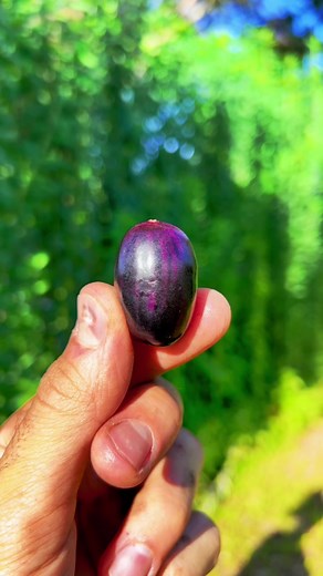 Fruit Hunters on TikTok