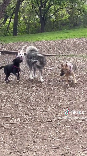 German Shepherd vs Wolf: Dog Park Showdown
