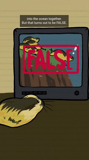 Don’t believe what you’ve heard about #lemmings. #disney #learnontiktok #tiktokpartner