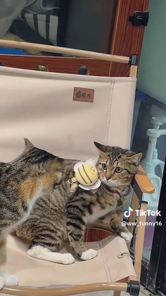 Hilarious Cat Drama: Funny Moments Compilation