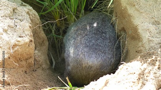 A Common wombat (Vombatus ursinus) actively digging a burrow in the sandy ground with its powerful forepaws and kicking loose dirt behind it with the hind legs under the sun, close up shot.