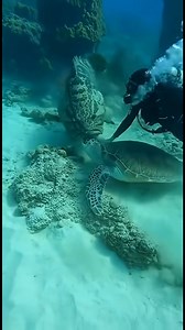 We have save big sea turtles. #diving #ocean #fblifestyle #reelsfypシ #sealife | Lyda