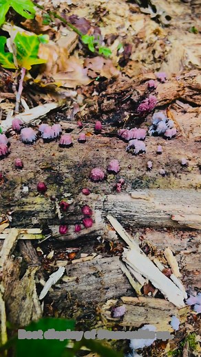 Stemonitis sp. It was the most beautiful display I spotted during the summer 😍😍 | Kutub Uddin