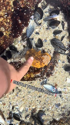 Explore Monterey Bay Tide Pools: A Marine Adventure
