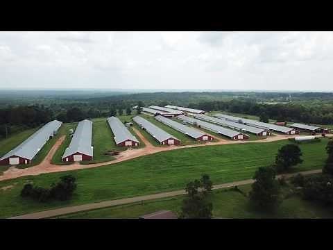 11 House Poultry Farm For Sale