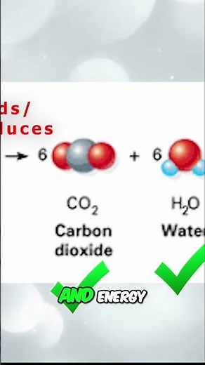 ATP Energy Explained: Cellular Respiration in a Nutshell! #shorts