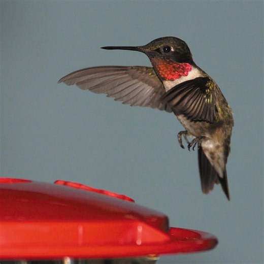 Ruby-throated hummingbirds returning to Missouri and Arkansas — here’s how to attract them