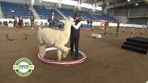 Earlier this week at the 2025 PA Farm Show, young handlers showcased their alpacas and llamas. #PAFarmShow #YouthShow #AlpacasAndLlamas | Pennsylvania Cable Network