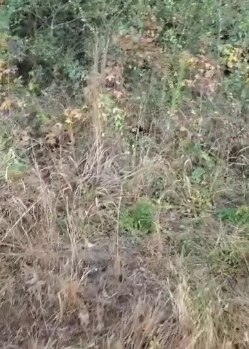 Catron's kennel is home to rabbit hunting dogs | Catron's Kennel