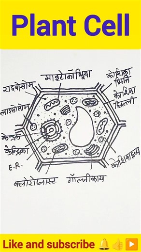 How to draw Plant Cell #drawing #shortfeed #shortsvideo #ytshorts #shorts