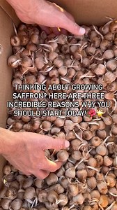 259K views · 2.7K reactions | This is it—our saffron shipping season...