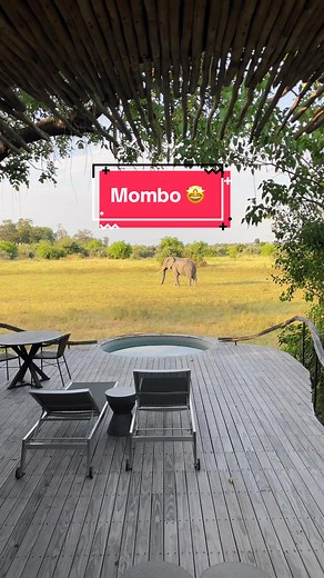 Discover the Luxurious Mombo Safari Camp in Botswana