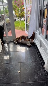 4.9M views · 10K reactions | How Funny   | Basset Hound Lover | Facebook