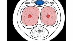 Stimulation, Erection, Emission and Ejaculation