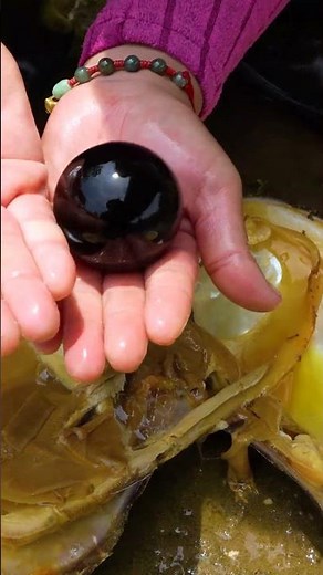 Giant clams, incredibly precious oversized black pearls