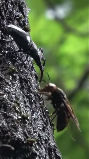 ミヤマクワガタ vs オオスズメバチ
