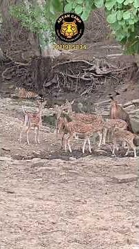 The Predator and Prey in One Frame! #pannatigerreserve #spotteddeer #tiger #prey