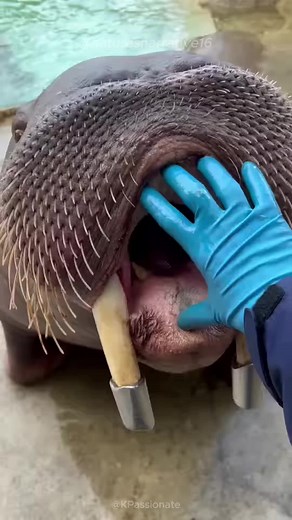 Walrus: The Heavy Weight Marine Mammal #walrus #short #shorts #fyp #fypシ #fypシ゚viral #fypage #nature
