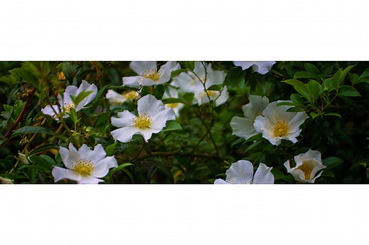 H. Rouse Caffey Rice Research Station