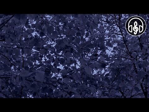 Blackbird Night Serenade. Forest Birdsong for Relaxation and Sleep.