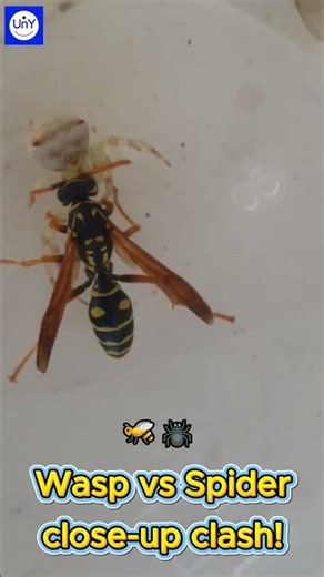 Wasp vs Spider close-up clash! 🐝🕷️