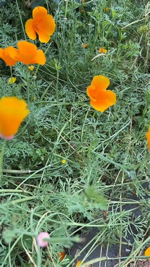 Poppy seeds pop They asked.. Yes! Lots of plants have pods that pop open to dispurse. It’s fun to listen to on warm dry days if it’s particularly quiet out. #20 #flowerseeds #harvest #seedcollection | Liciayoung | Facebook