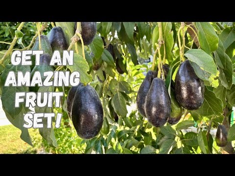 Growing Mexicola Grande Cold Hardy Avocados
