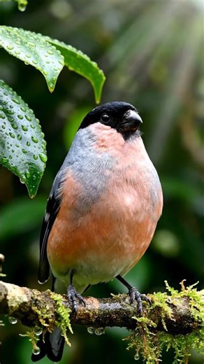 Azores Bullfinch Song | ASMR | Animal Sounds