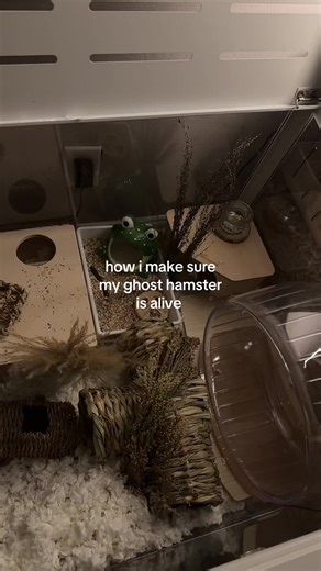 Essential Care Tips for Your Ghost Hamster