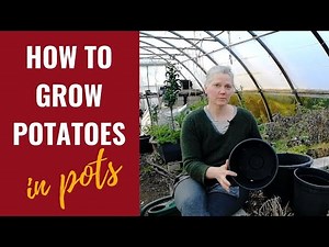 How To Grow Potatoes In Containers - Simple Step-By-Step Tutorial