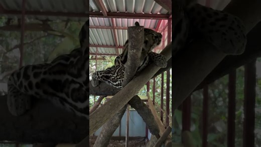 Rescued ocelot explores safely after rescue and recovery