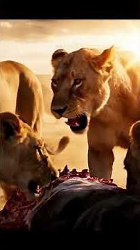 Life Inside a Lion Pride | Lion Documentary 2025