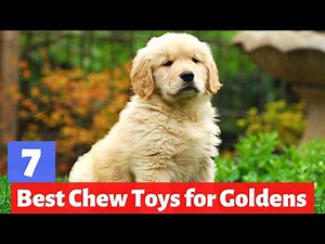 7 Best Chew Toys for Golden Retrievers | Which one is Fit for you?