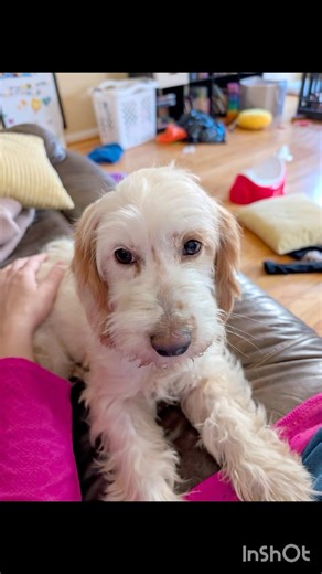 Crystal the Spaniel Mix