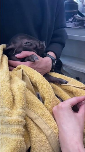 Baby Mini Pig Grooming 🐖 Warm Towel Cuddle After Bath