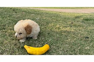 Truman - Bich-Poo Puppy 8ACD92