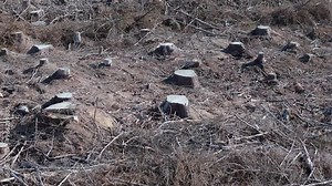 cleared land and deforestation in a forest with cut down trees and cut tree trunks