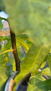 5.3K views · 570 reactions | pruning the fig tree | Petrit Tahiri | Facebook