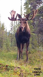 638K views · 10K reactions | Bull moose | Yukon Wildlife Cams | Facebook