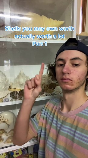 What Seashells Are Worth Money and How to Identify Them