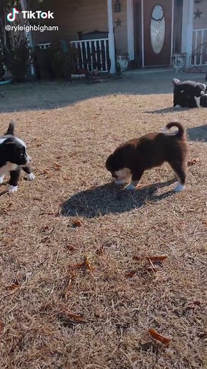 We have 5 more mini Aussie border collies available! they will be 6 weeks on Wednesday