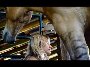 Incredible Experience of Animal Communication with Horses