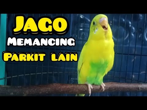Suara panggilan burung parkit ❗langsung nyaut