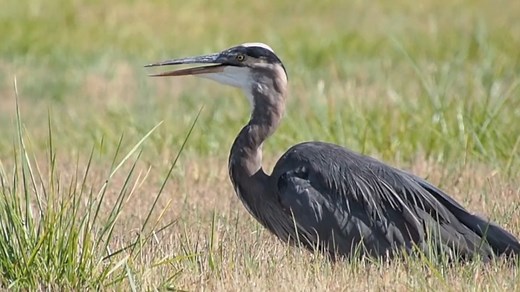 Ever heard of gular fluttering? It’s the bird version of panting to cool down. Watch as this Great Blue Heron opens their bill and “flutters” their neck muscles. Since birds don’t have sweat glands, they must rely on other means like gular fluttering and bathing to keep cool. Video by Ingrid V. Taylar [Video Description: A Great Blue Heron stands in a grassy area during the day and vibrates their neck muscles, a process known as gular fluttering, to stay cool during the heat.] | Bird Alliance of