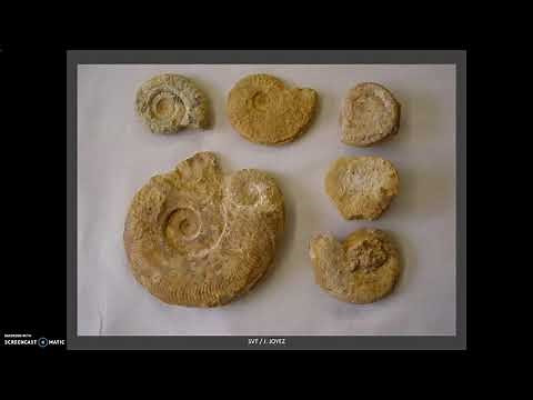 Fossiles et datation relative : principe d'identité paléontologique, stratigraphie et crises