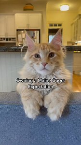 2.1K views · 40 reactions | The reality is that Teddy is a dream! #fyp #catsoftiktok #mainecoon #polydactyl #followers #fbreelsfypシ゚viral #foryou #fbreel #reels #reel2024 #fbreels2024 | Teddy with Thumbs | Facebook