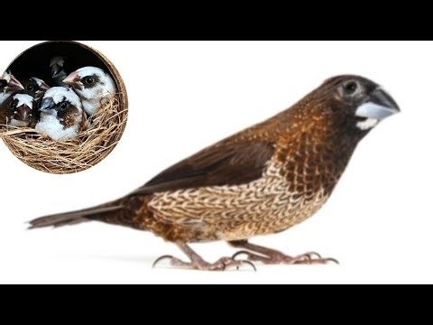 Bengali Finches | Society Finches Breeding Tips | Bengali Finches Male Female| All Details తెలుగు లో