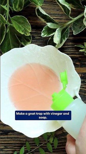 How to Get Rid of Fungus Gnats