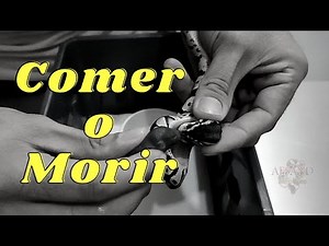 Assisted feeding in Python Regius: What is it? How is it done?